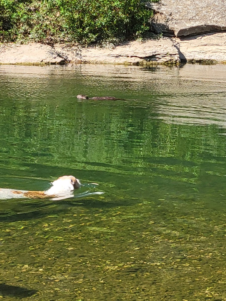 Doesnt even care theres a dog in the water just headed downstream