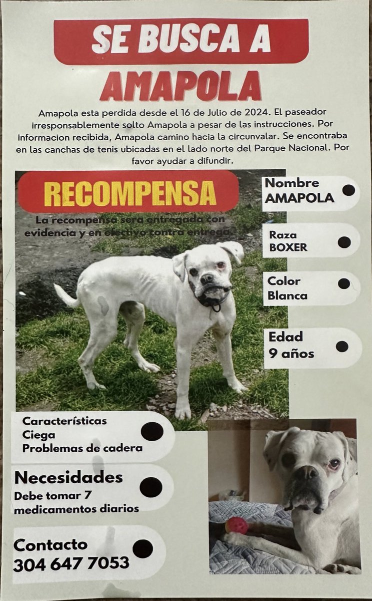 El paseador de Amapola la soltó cerca al Parque Nacional en Bogotá 🚨.

Se perdió, es ciega y vieja. Si la ven por Centro Internacional, Chapinero o La Macarena, cójanla y llamen al 3046477053 😞. RT por favor.