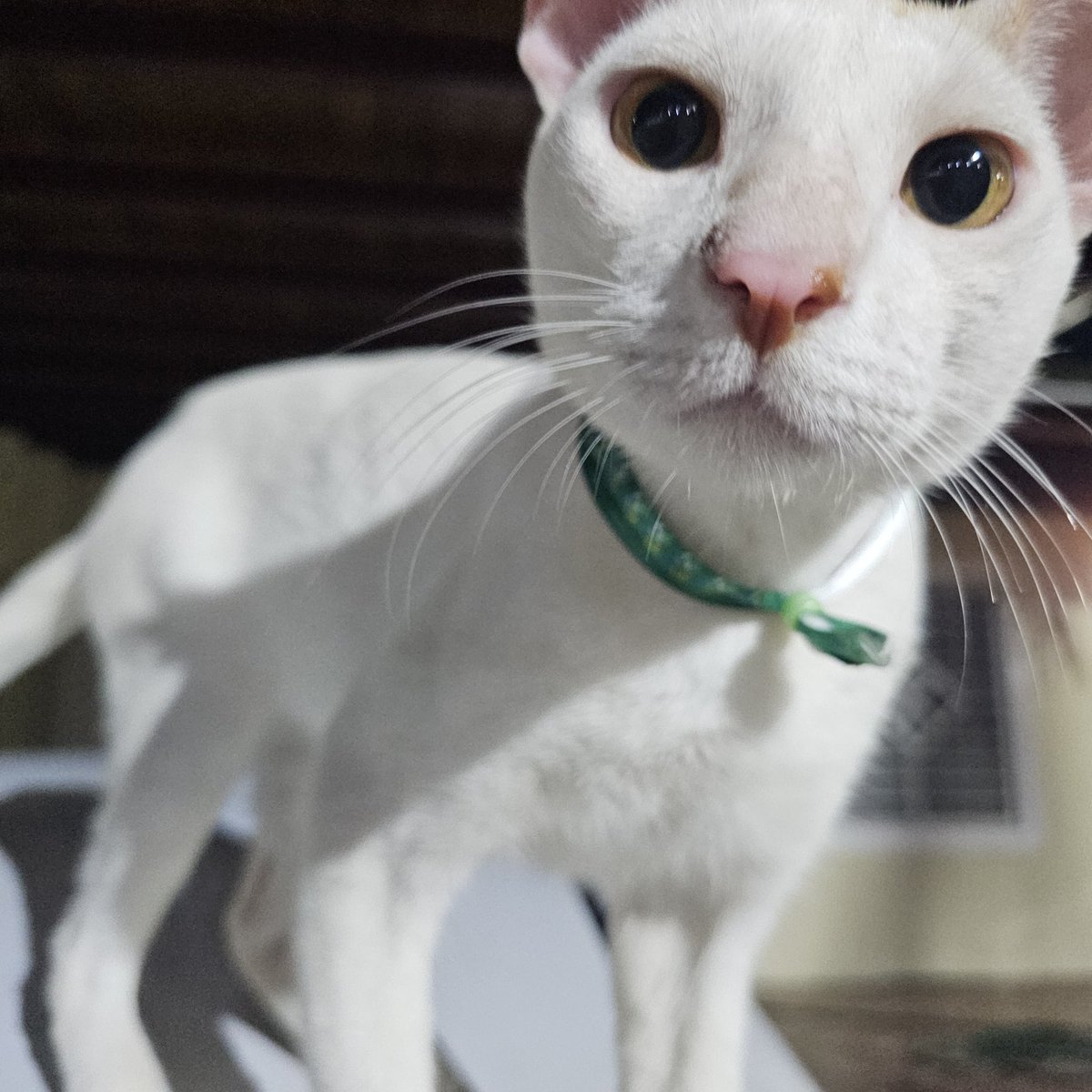 h_anthony's tweet photo. Se perdió mi gato Penumbra... que más quieres de mi Dios? https://t.co/sBewWKIa9R