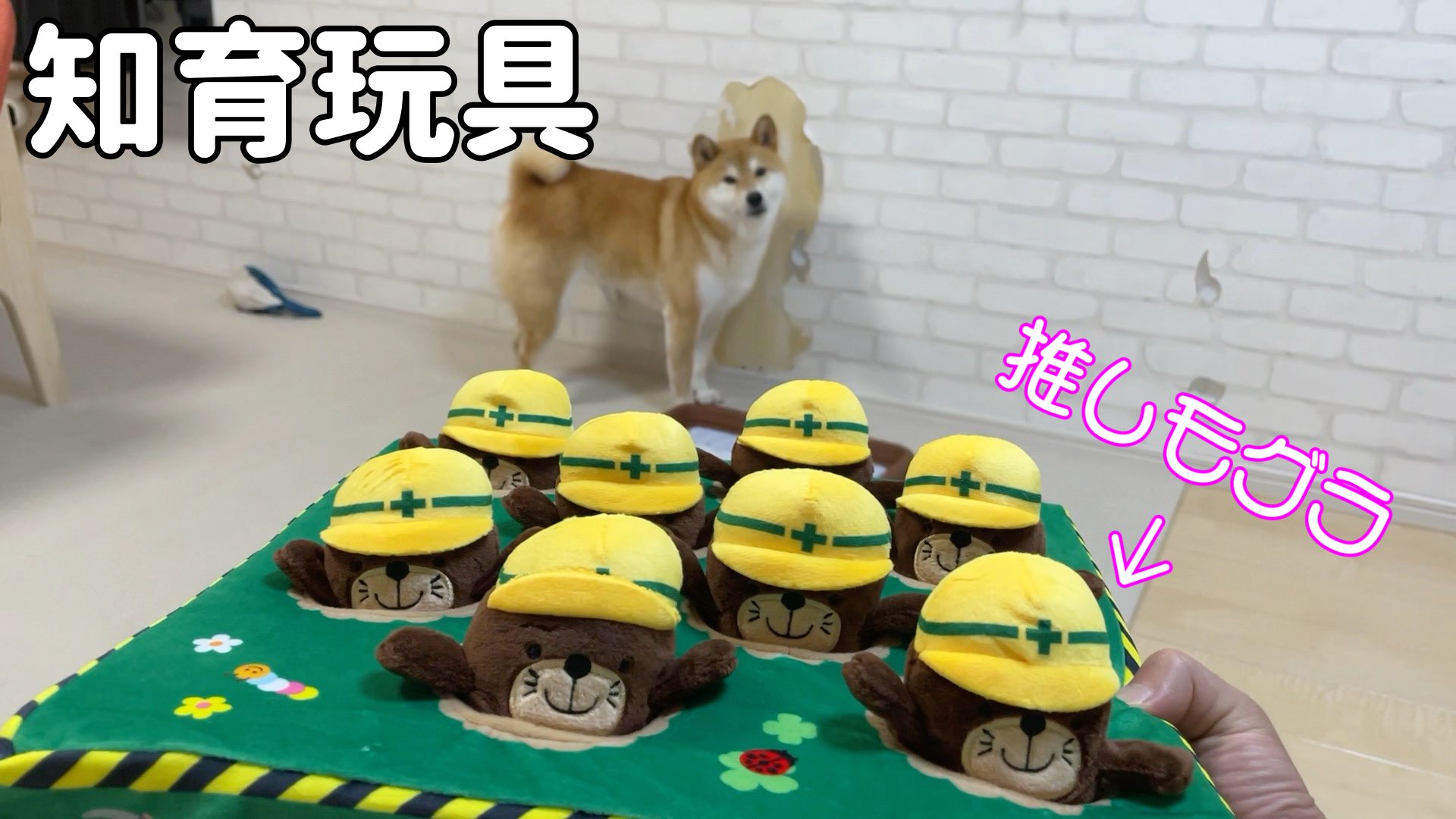 Hayu プレート　柴犬 Hayu プレート 柴犬