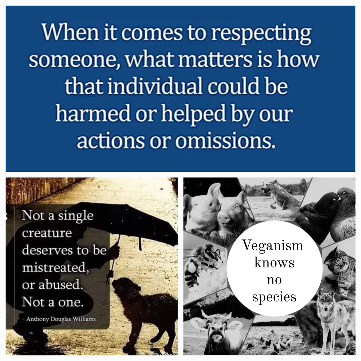 MeggGawat's tweet photo. @domdyer70 All animals should be treated nicely https://t.co/jQ7gYjTVAQ
