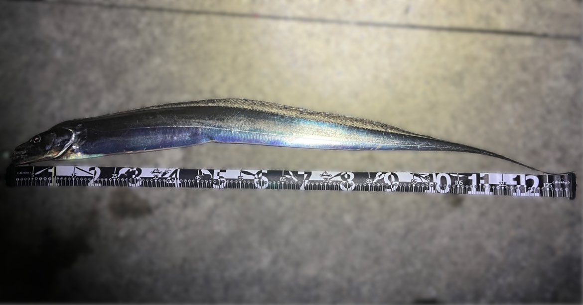 Sablemay's tweet image. タチウオ、F6の自己記録！
これでも不安はなかったメバリングロッド。さすがに抜き上げは怖くて出来なかったけれど…