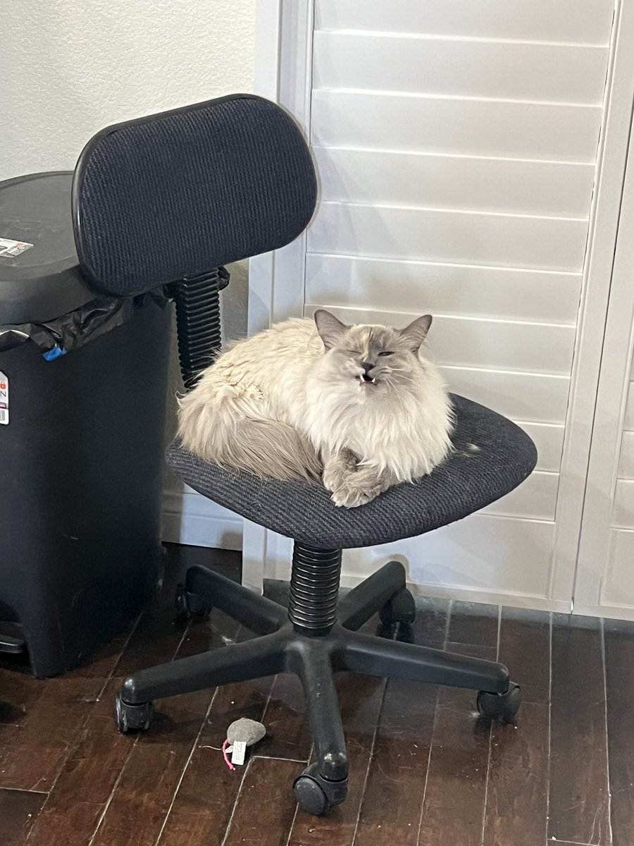 TheAlexHarper's tweet photo. Nezuko yawning on daddy’s chair https://t.co/KtjVwb0SRG
