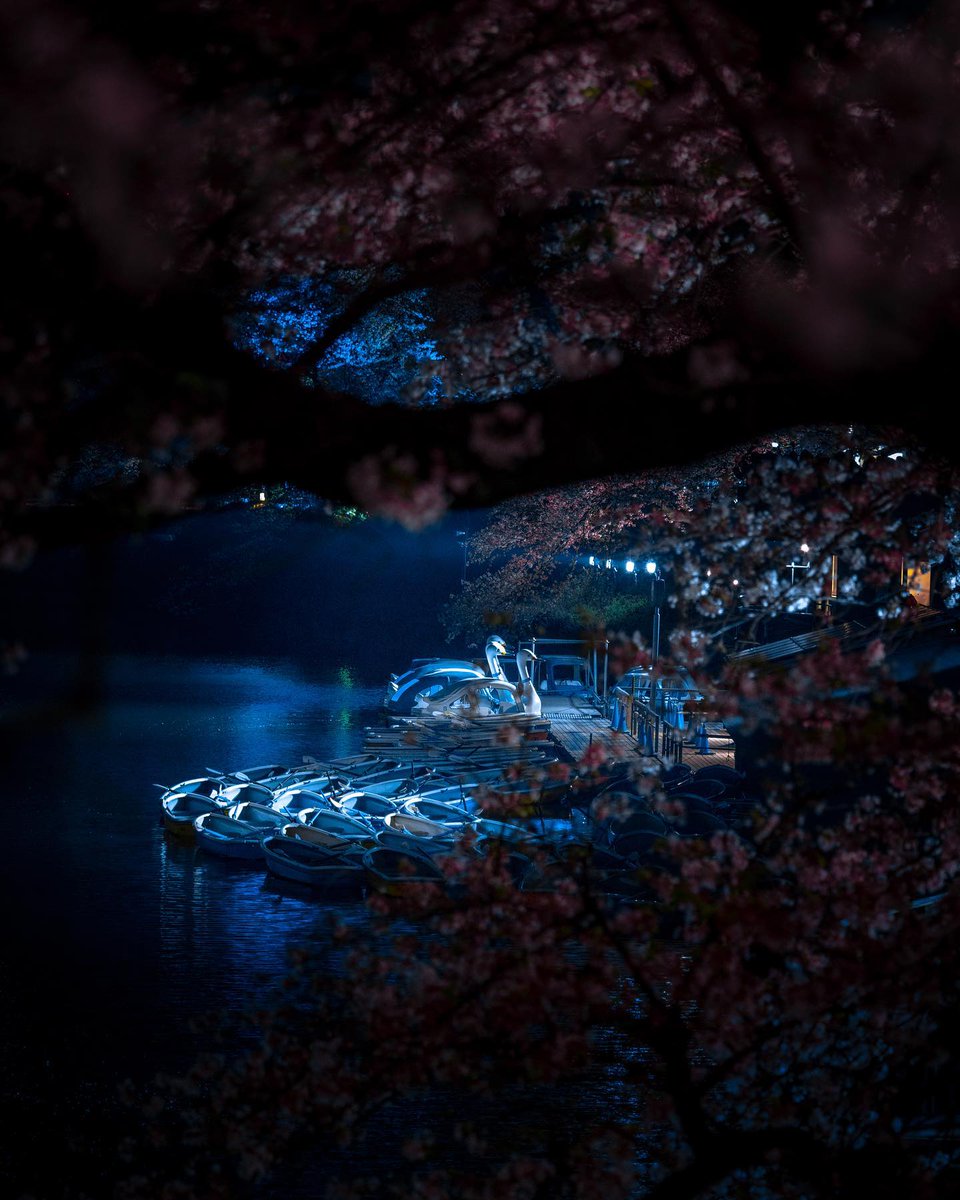 xnaking's tweet photo. ins : @nozomitakahashi868 
Location : Tokyo(千鳥ヶ淵)
Gear : Canon EOS R6
Lens : Canon RF70-200mm F4 L IS USM
#tokyo
#千鳥ヶ淵
#yakei_cp
#japan_great_view
#visitjapanjp
#japancityblues
#japanko_officia
#raw_japan_
#total_japan
#1x_japan
#total_tokyo
#東京カメラ部
#canon_photos https://t.co/S9mMphNxub