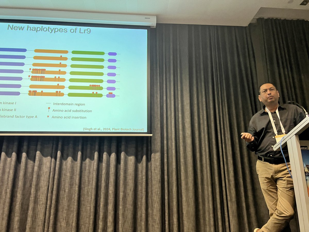 Use of wild relative species for wheat improvement. Lots of great work with Ae. umbellulata by <a href="/ugill10/">Upinder Gill</a> from <a href="/rustpathology/">NDSU Plant Genetics & Rust Pathology</a> #IWC2024Perth