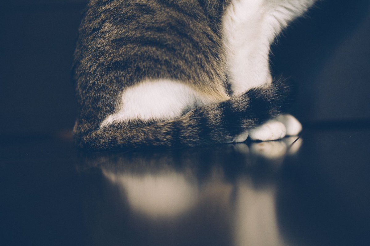 osampo_365's tweet photo. #ニャンコ　#多頭飼い　#保護猫 #ニャン撮影 https://t.co/md9wljsVqU