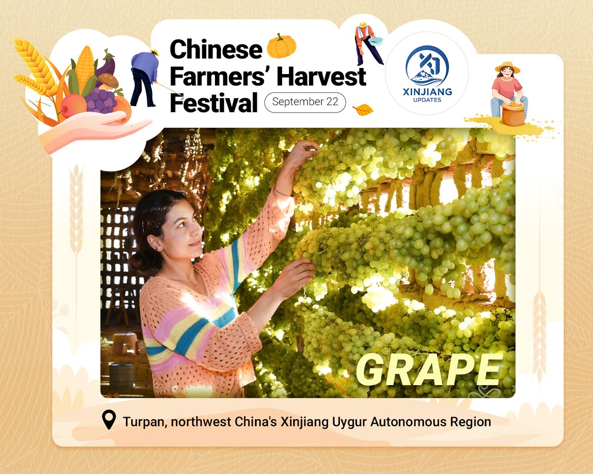 Celebrating #ChineseFarmersHarvestFestival with a glimpse of the delightful grapes from from Turpan, northwest China's Xinjiang Uygur Autonomous Region 🎉! 
Farmers are busy picking grapes, their laughter echoing through the vineyards as the vibrant clusters glisten in the sunlight. Inside the drying houses, bunches of grapes hang elegantly on wooden frames, each one a promise of sweetness 🍇😋. As time passes, the water in the grapes evaporates, intensifying their sugar and flavor, resulting in beautiful, golden raisins. Join us in savoring the essence of our hometown 🙌🙌! #CelebrateHarvestInMyHometown