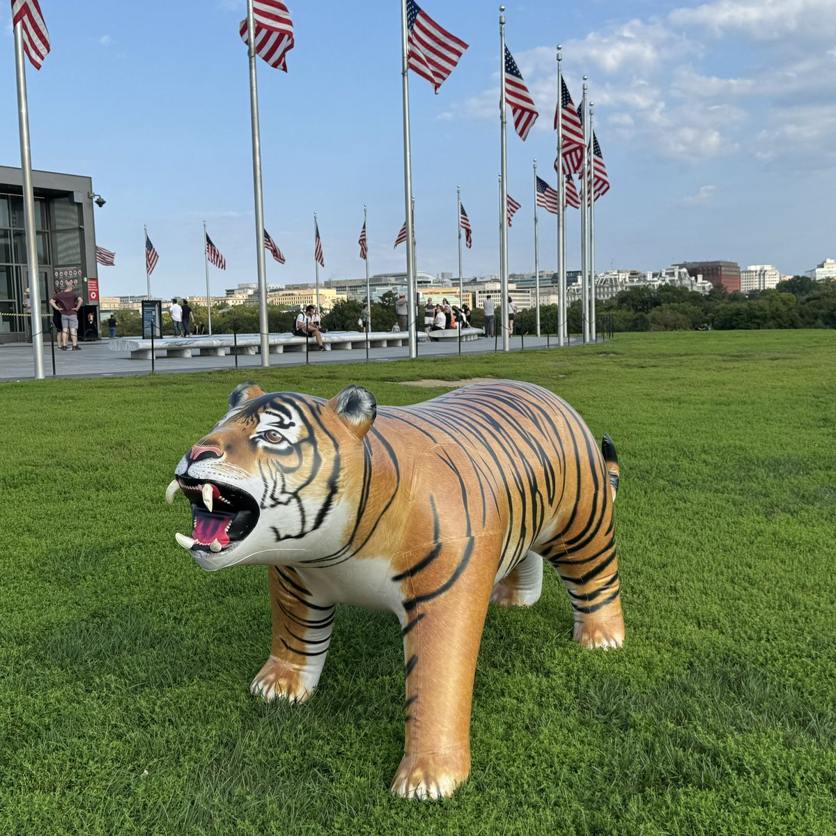 JetCreations's tweet photo. Jet Creations' lifelike tiger had a great time at the George Washington Monument, posing with the crowd! Get yours here: https://t.co/VLbedCSisZ  
#JetCreations #TigerAdventure #InflatableTiger #TigerOnTour #TigerFun https://t.co/lqCGe9qpbg