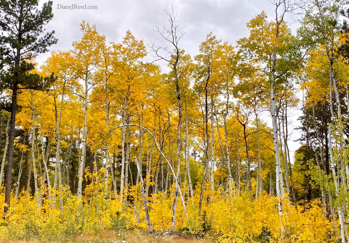 They’re here! Leaf peeping time 🍁🍂💛
#Colorado #RockyMountains #PikesPeak #Autumn #Fall #FallVibes #LeafPeeping #Nature