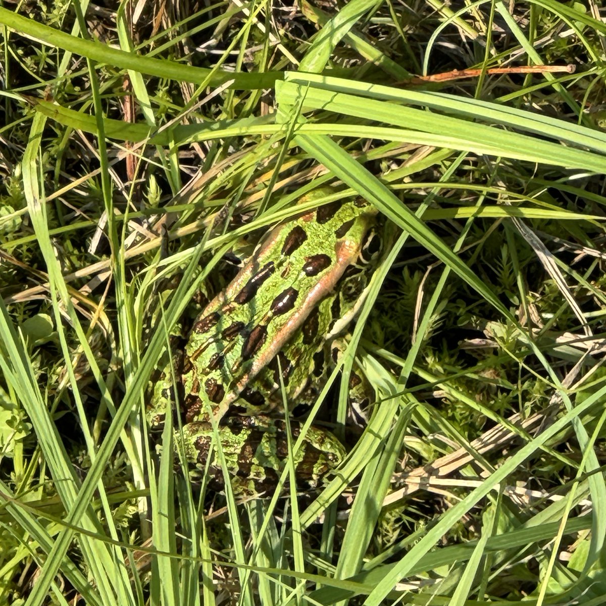 Samuel de Champlain tweet media