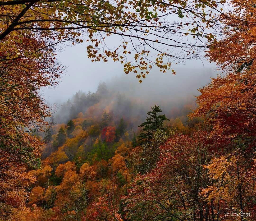 talya9646171863's tweet photo. Fall trees 🍁🌲 https://t.co/A3d1YOD1a5
