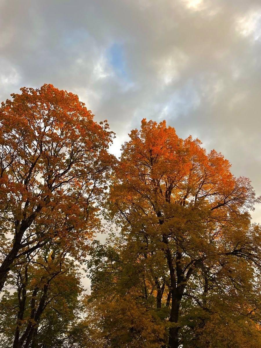talya9646171863's tweet photo. Fall trees 🍁🌲 https://t.co/A3d1YOD1a5