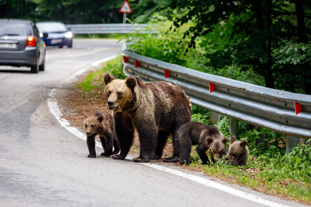 CugetLiber's tweet photo. Autorităţile au început relocarea urşilor de pe Transfăgărăşan https://t.co/mupRUtfYd7 https://t.co/xfvt5h4VJL