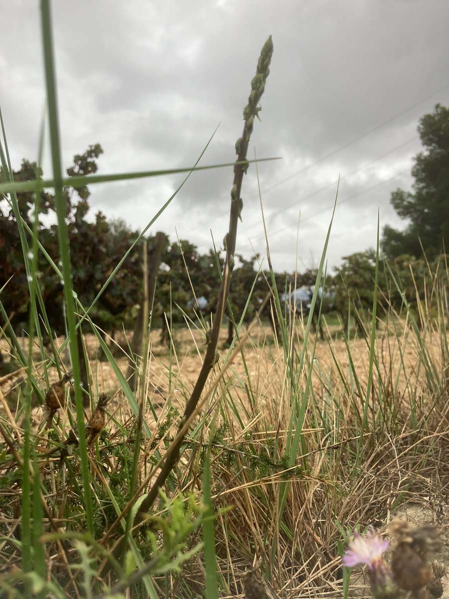 Espàrrecs? Espàrrecs!!