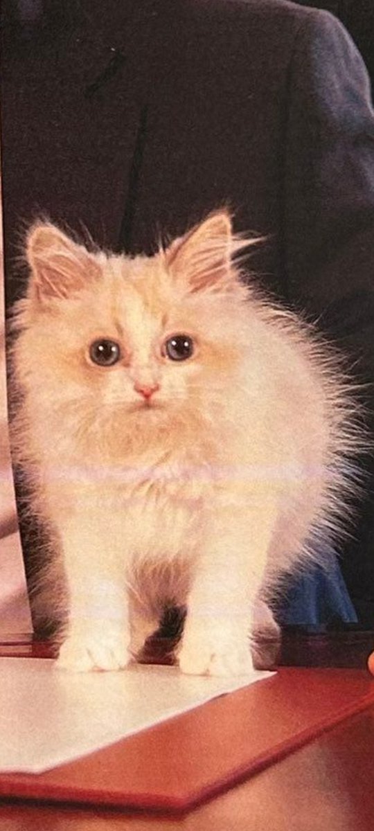 Claudia Lewis tweet media