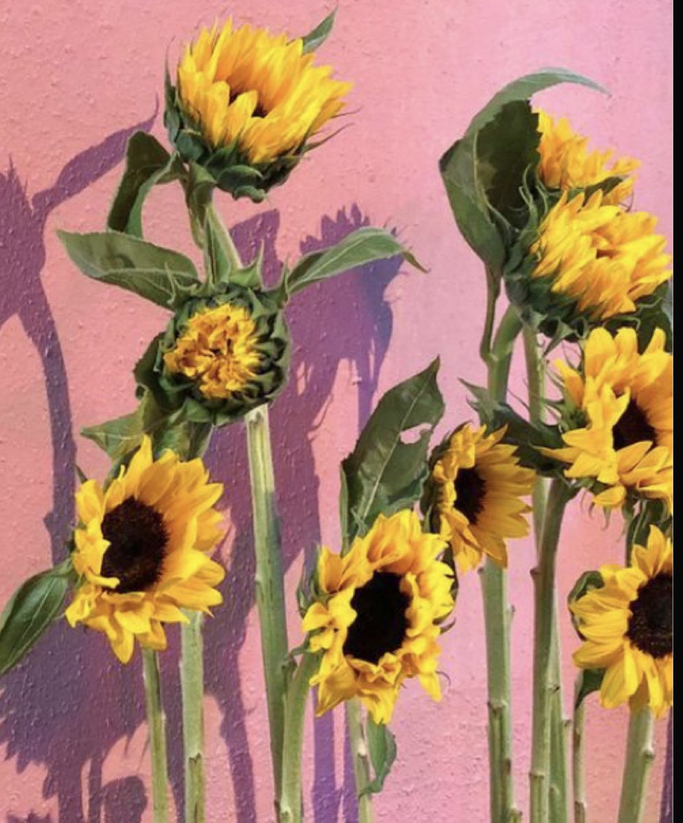 Jorge_Anzaldo's tweet photo. FLORES AMARILLAS 🌼 para todxs!! https://t.co/rSZzKlvXyQ
