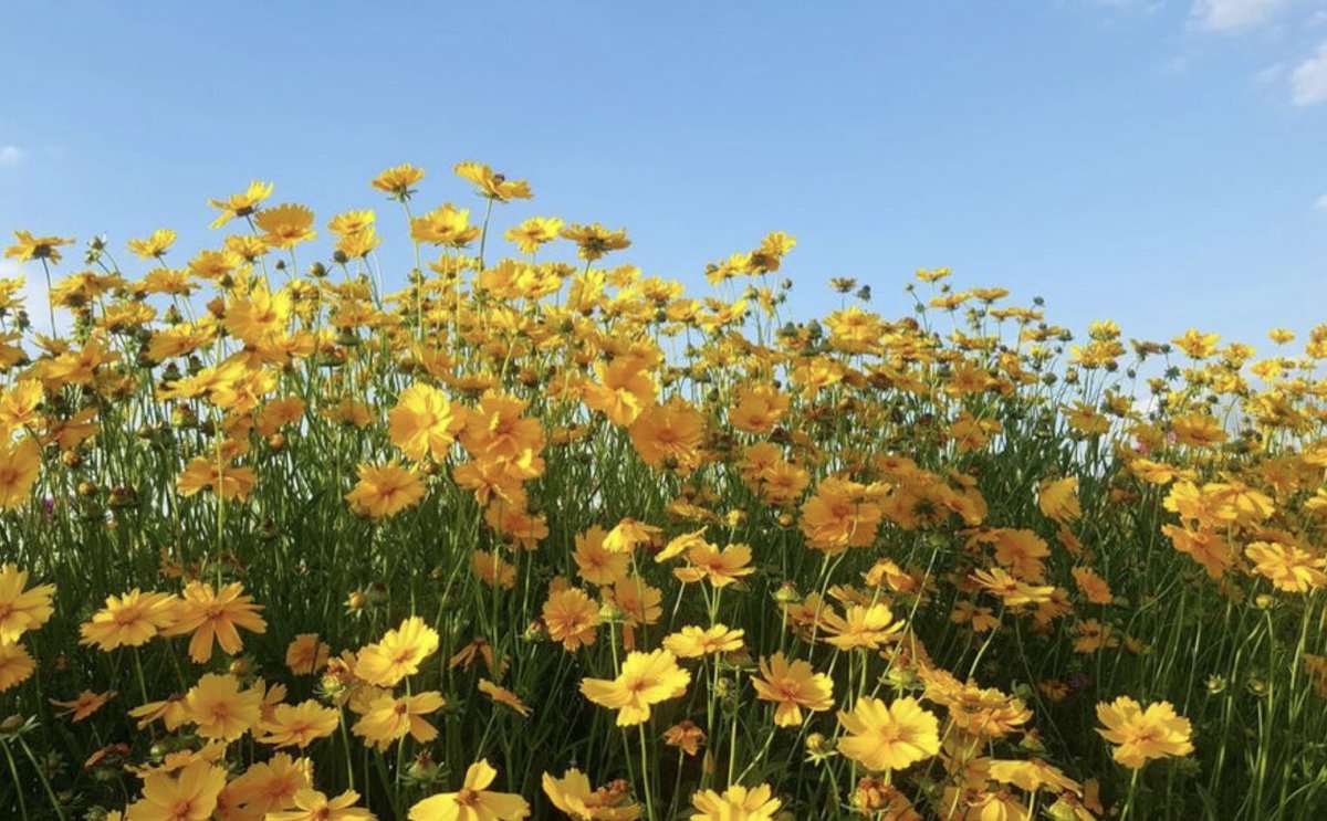 Jorge_Anzaldo's tweet photo. FLORES AMARILLAS 🌼 para todxs!! https://t.co/rSZzKlvXyQ