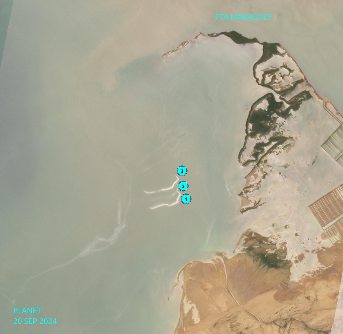 diodon histrix tweet media