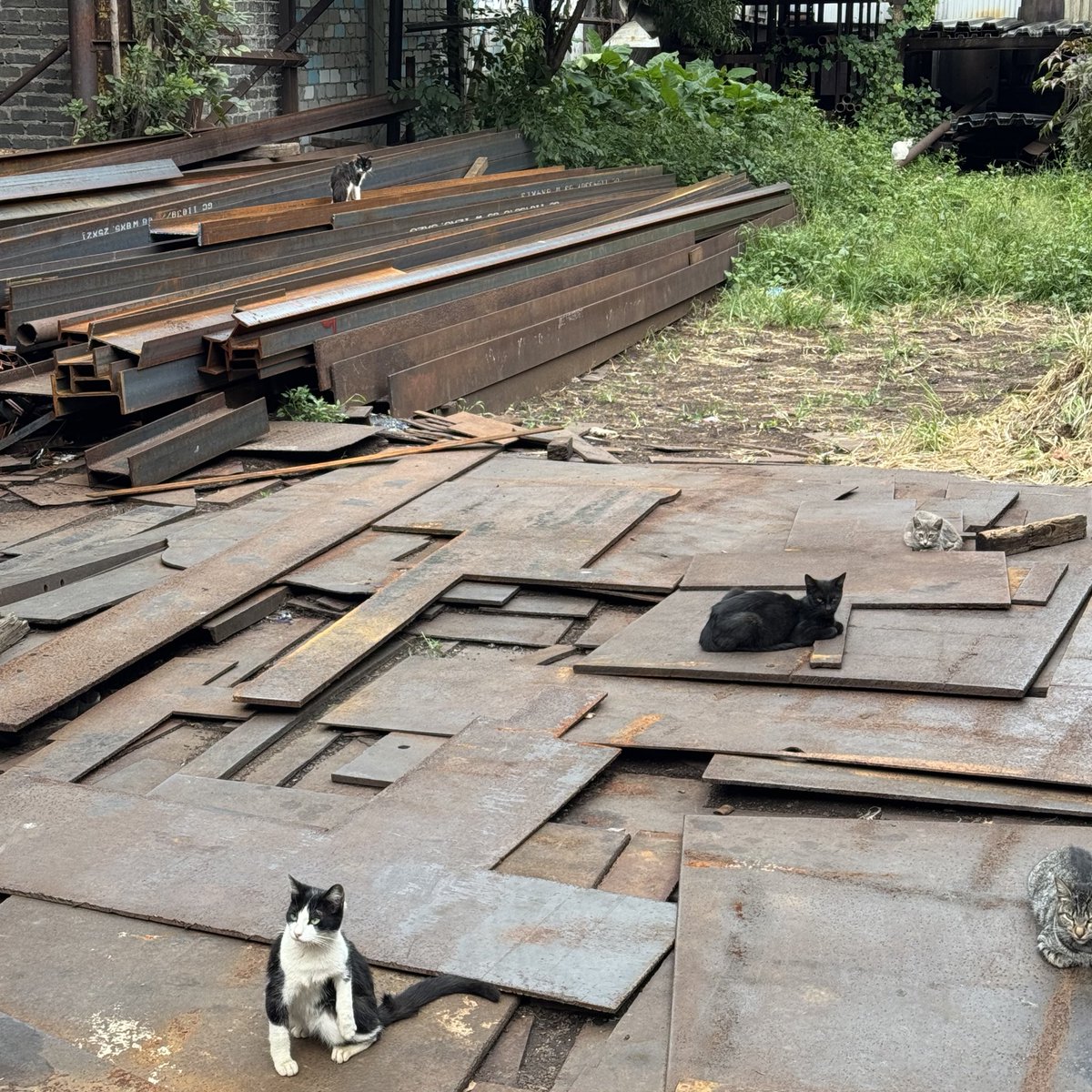 LA KASA DEL GATITO GORDO tweet media