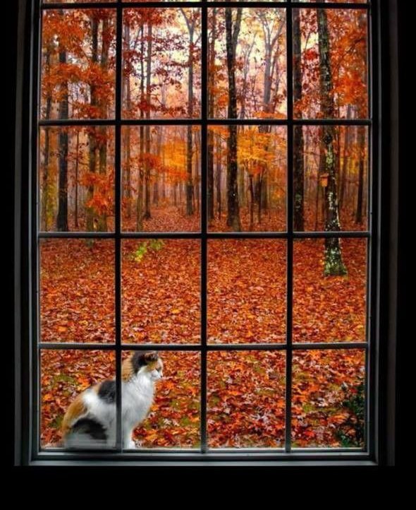 MarHippie_'s tweet photo. #CountDownToAutumn 🍂

#FaltaUnDía https://t.co/sBVAgh7JTw