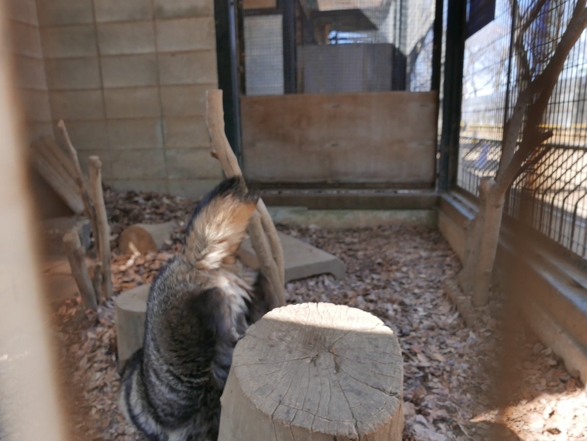 Daily Tanuki Bot (@dailytanuki) on Twitter photo 