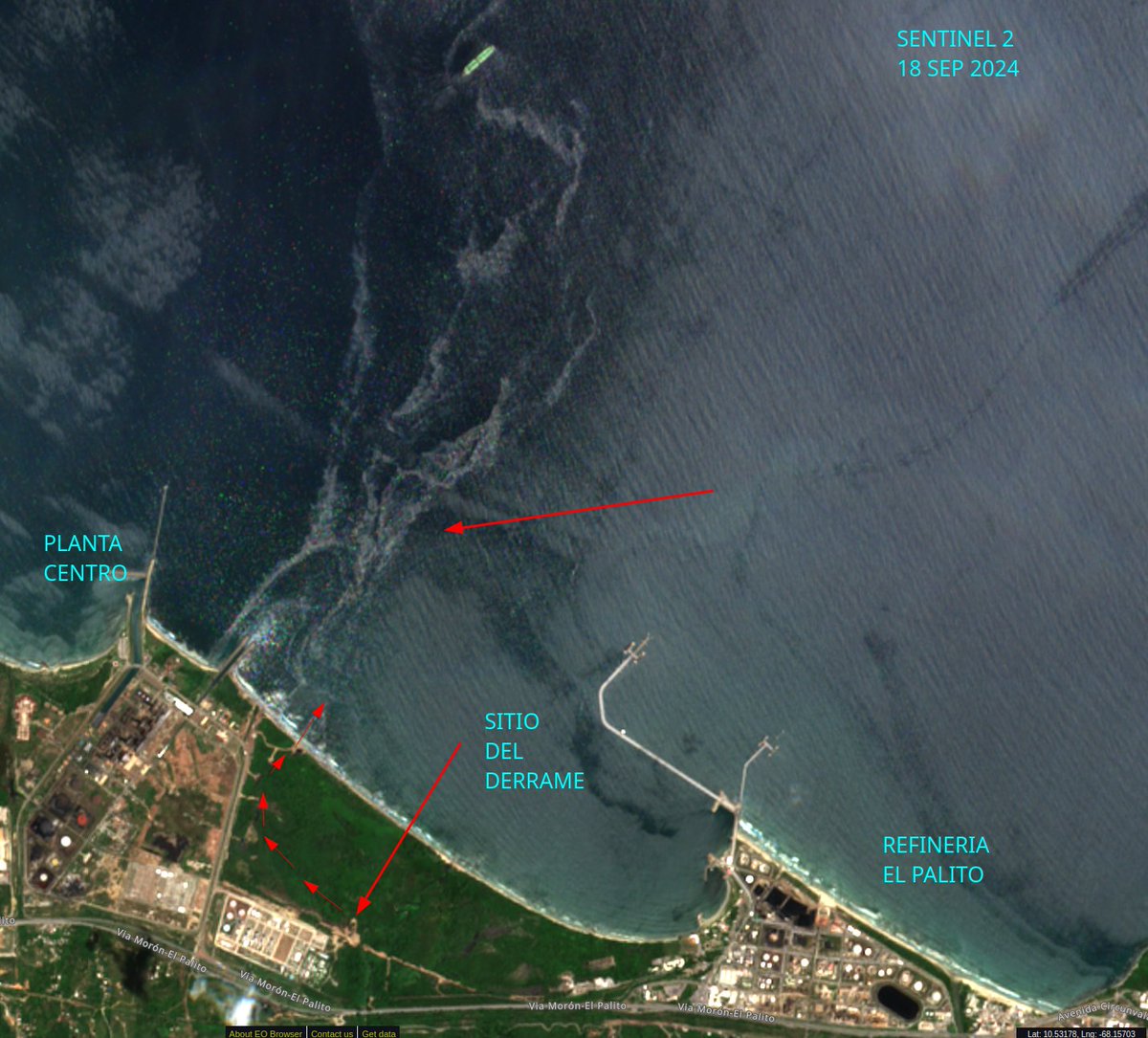 diodon histrix tweet media