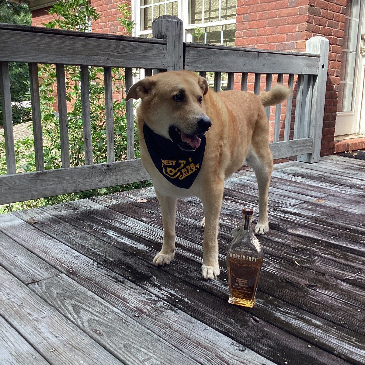chnlswimer's tweet photo. Day 21 of #30DaysofBourbon , Angel’s Envy Kentucky Straight Bourbon Whiskey, Port Cask finished and Dezil with his “Best Dog In the Galaxy” bandana.  Recognizing Responsible Dog Ownership Day today. #k9sforwarriors #bourbonheritagemonth #bourbonbanter #drinkcurious https://t.co/o6d83pJaLV