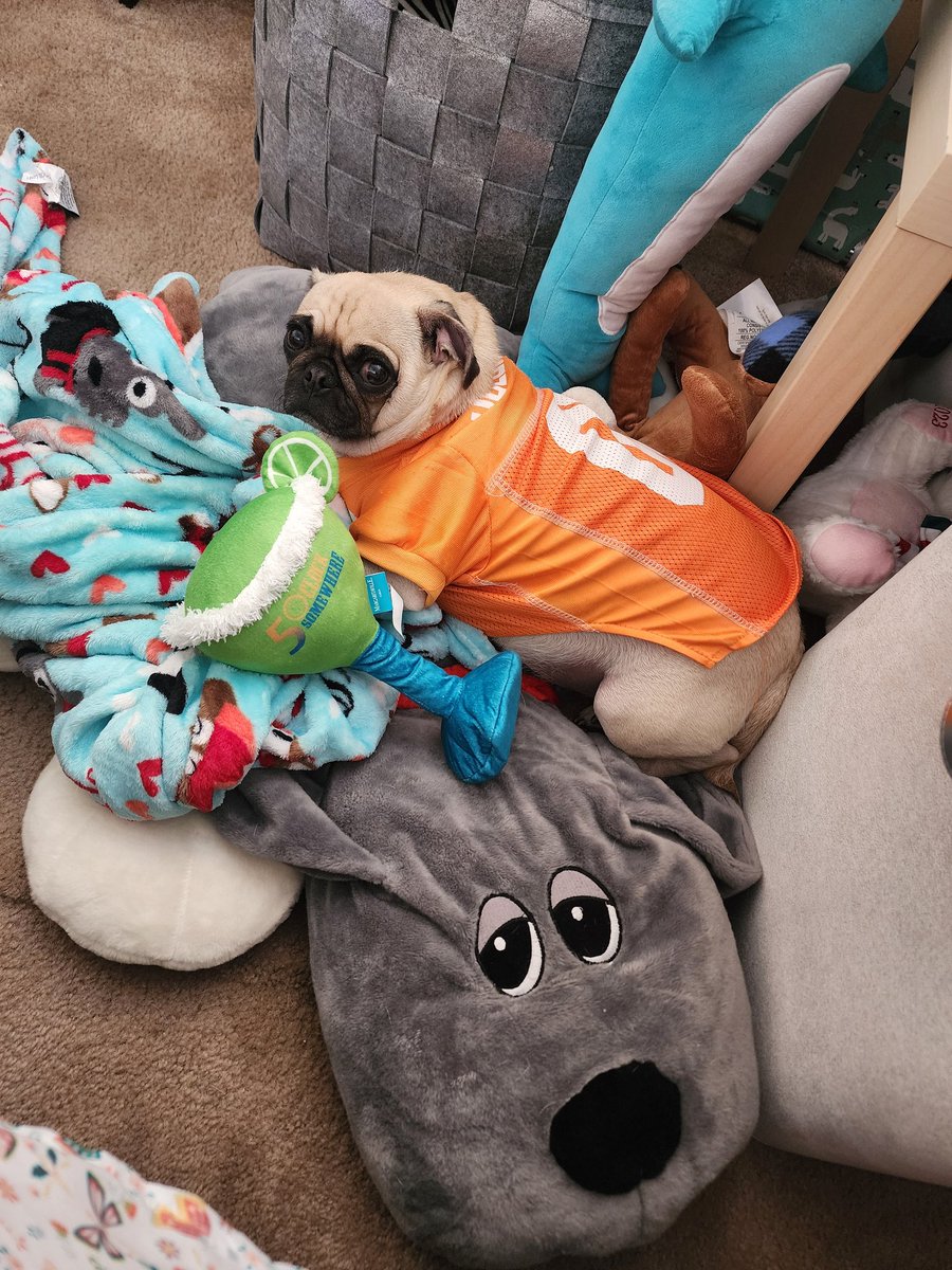 tiffanylyn91's tweet photo. Miss Cheeks is ready to cheer on her Vols!! #UTvsOU #Tennessee #TennVsOU #GoVols https://t.co/FPAMSGfFEz
