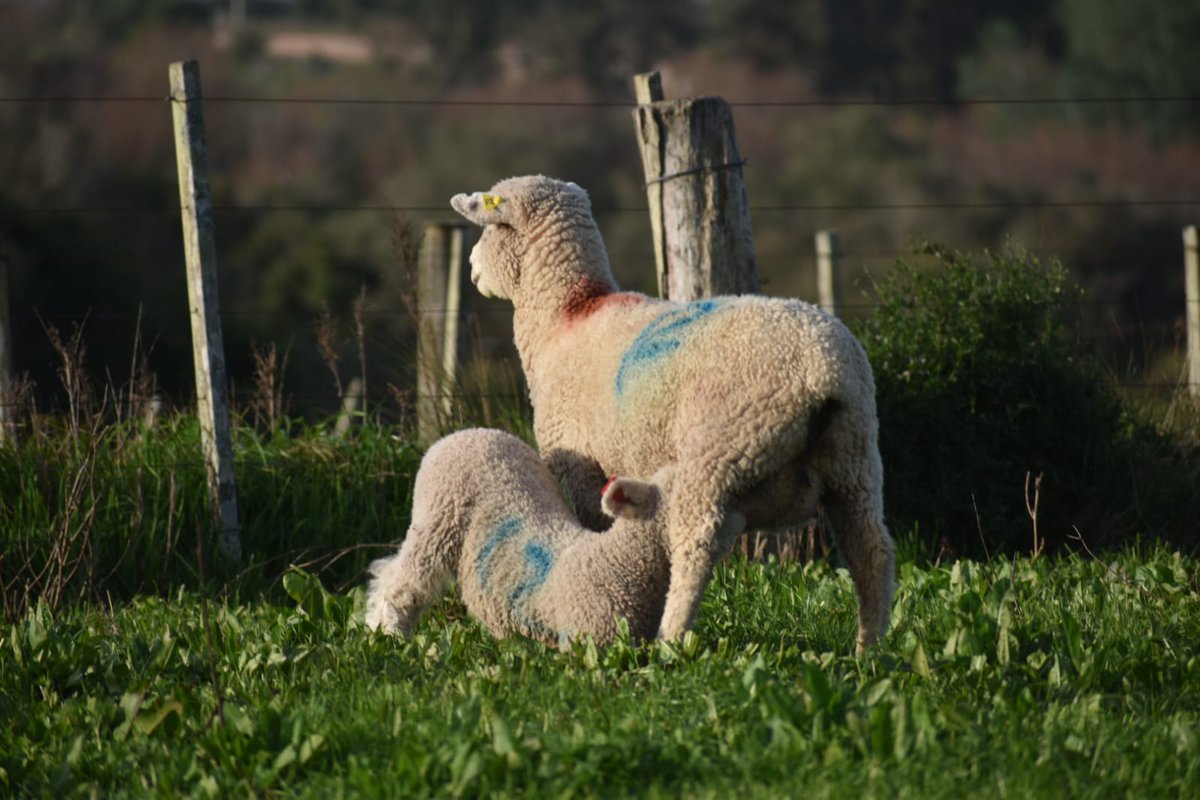 Romney Marsh de Rincon del toto.  La 4x4 despegando 🛫