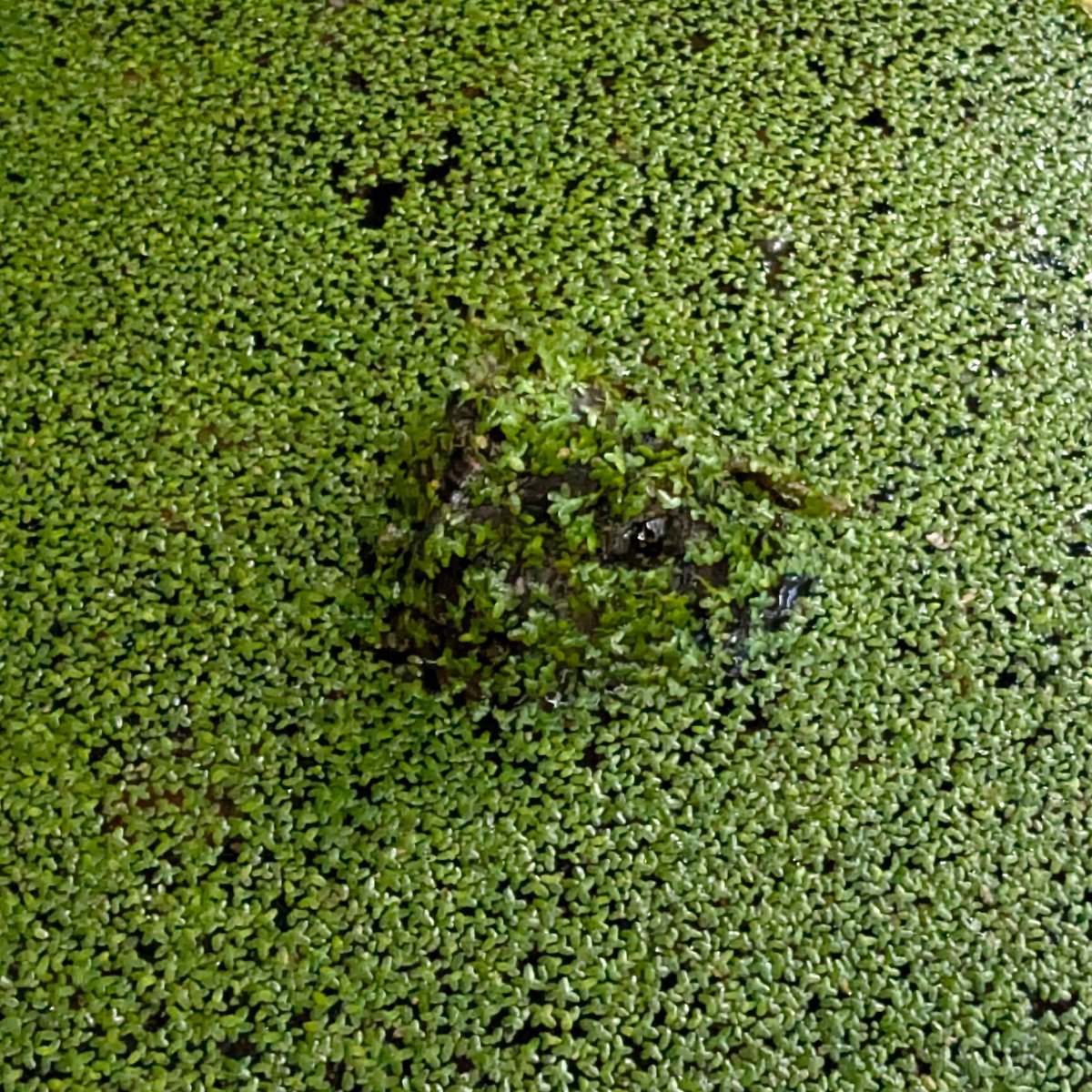 amphibianfound's tweet photo. Snoopy Saturday!
He may be well-disguised, but we promise that today's #NocturnalAF nightcap is indeed Snoopy, one of AF's three resident Alligator Snapping Turtles (Macrochelys temminckii)! #AlligatorSnappingTurtle #Macrochelystemminickii https://t.co/r2R3GkBNMS