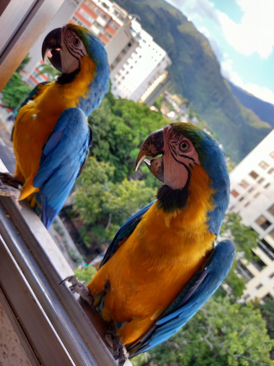 karelisjvc's tweet photo. 🪶La 2da tanda fue luego de una larga pausa, esta vez sí llegaron con algarabía, anunciando su llegada; aunque aterrizaban, volaban y volvían...andaban jugueteando 🤭😂
🦜Toy y la morochita
4/7 ⤵️
📽📸 #guacamaya #funny #macaw #parrot #papagayo #birds #nature #lamdscape #aves https://t.co/prRj0UmFSD