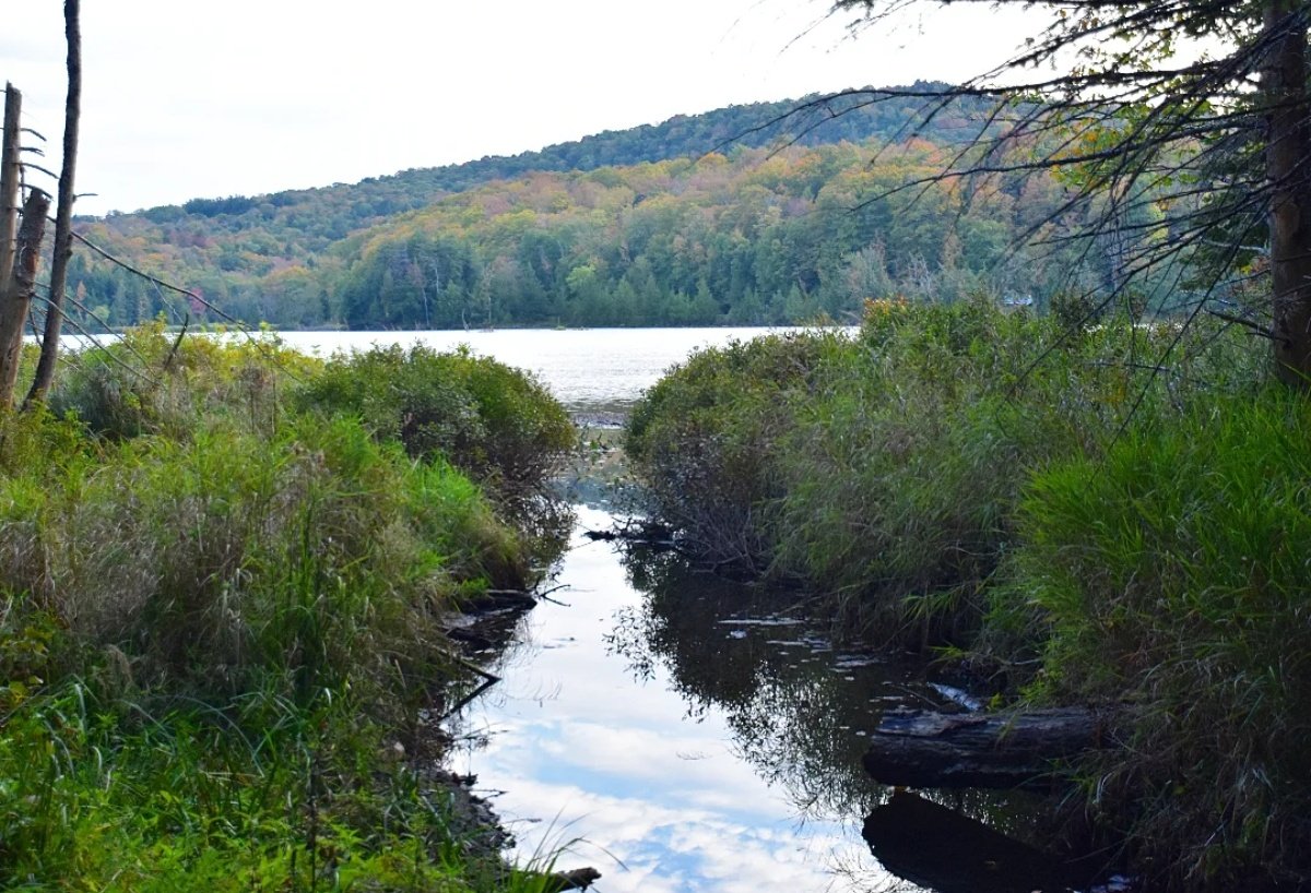 yanneyboy1's tweet photo. Few more pics taken at "l'Étang au cerises".
#hiking #hikingadventures #NatureBeauty
#enjoytheoutdoors #beonewithnature #parcnationaldumontorford
@BetterParties @CeriWillott @RicardoCalvrio1 @grub12321 @333mzma @nascar_oz @dunlopfirestone @Mayascribe @middleverse1 @stackartist https://t.co/PgVKbC9YYq