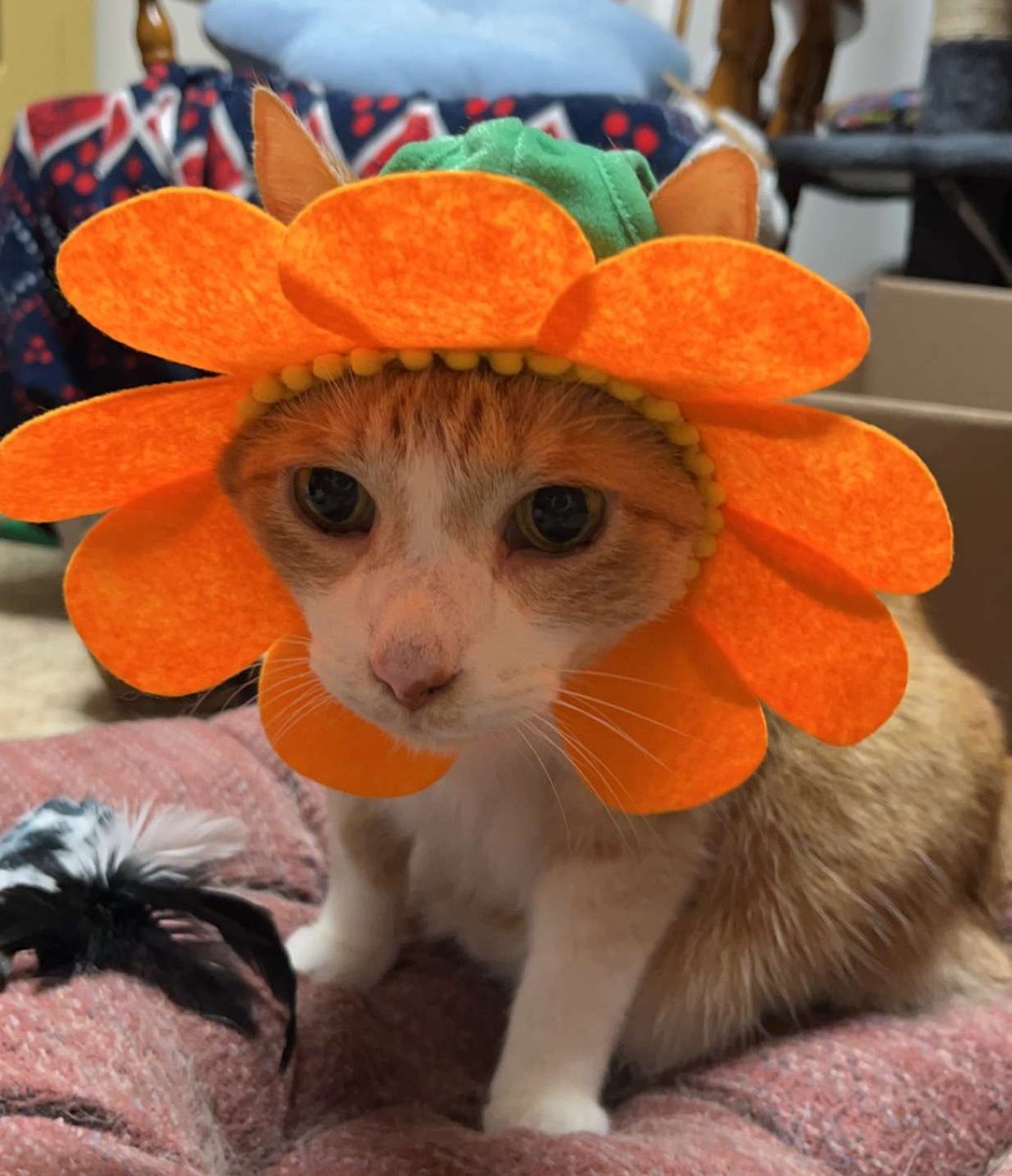 coldlava_23's tweet photo. Hiii this is @melodramababe trying to help her bf get his twitter started he wants to tweet about our orange son cheddar biscuit https://t.co/FjUwqbTnqW