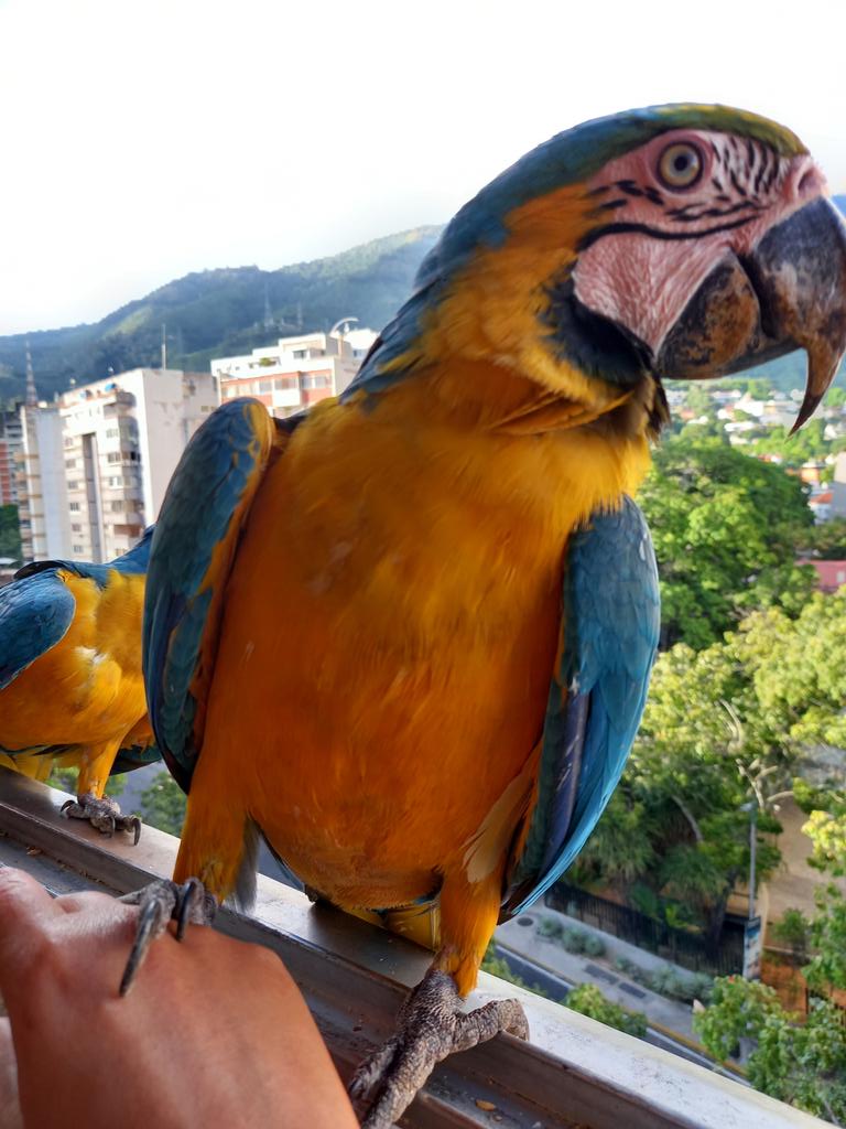 karelisjvc's tweet photo. 🪶La 2da tanda fue luego de una larga pausa, esta vez sí llegaron con algarabía, anunciando su llegada; aunque aterrizaban, volaban y volvían...andaban jugueteando 🤭😂
🦜Toy y la morochita
4/7 ⤵️
📽📸 #guacamaya #funny #macaw #parrot #papagayo #birds #nature #lamdscape #aves https://t.co/prRj0UmFSD