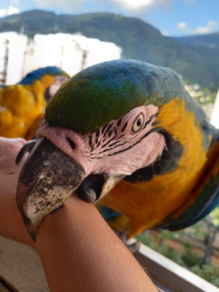 karelisjvc's tweet photo. 🪶La 2da tanda fue luego de una larga pausa, esta vez sí llegaron con algarabía, anunciando su llegada; aunque aterrizaban, volaban y volvían...andaban jugueteando 🤭😂
🦜Toy y la morochita
4/7 ⤵️
📽📸 #guacamaya #funny #macaw #parrot #papagayo #birds #nature #lamdscape #aves https://t.co/prRj0UmFSD