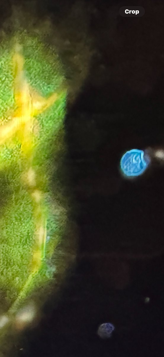 OrbsSM's tweet photo. After reviewing and magnifying one of the photos from last night, much more is visible.  Notice that when magnified, the Orbs on the left side of the Orbs seem to be moving toward the opening in the energy anomaly. The Orbs are almost perfectly lined up as they ascend the opening. Once inside, they seem to get bunched up, but other orbs are seen in the appendages of the anomaly. I also magnified the Blue Orb and the little Orbs next to it. The smaller Orbs appear to have the faces of children in them. This picture has a lot going on and increases my curiosity about what Orbs are showing us as they move in and out of our dimension. #UFO #ufotwitter #spirits #orbs #UAPTwitter