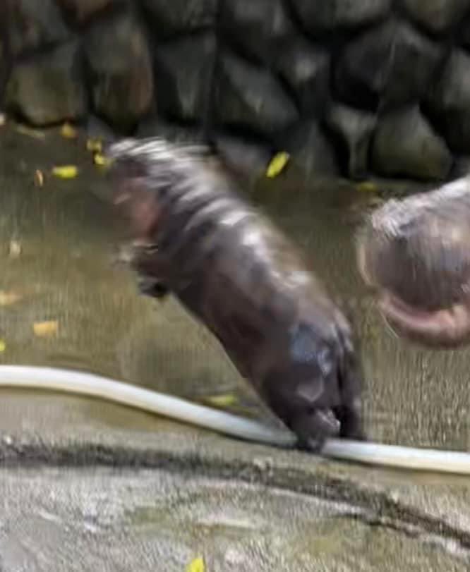 twaniimals's tweet image. she's literally just a girl