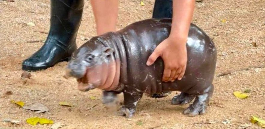 twaniimals's tweet image. she's literally just a girl