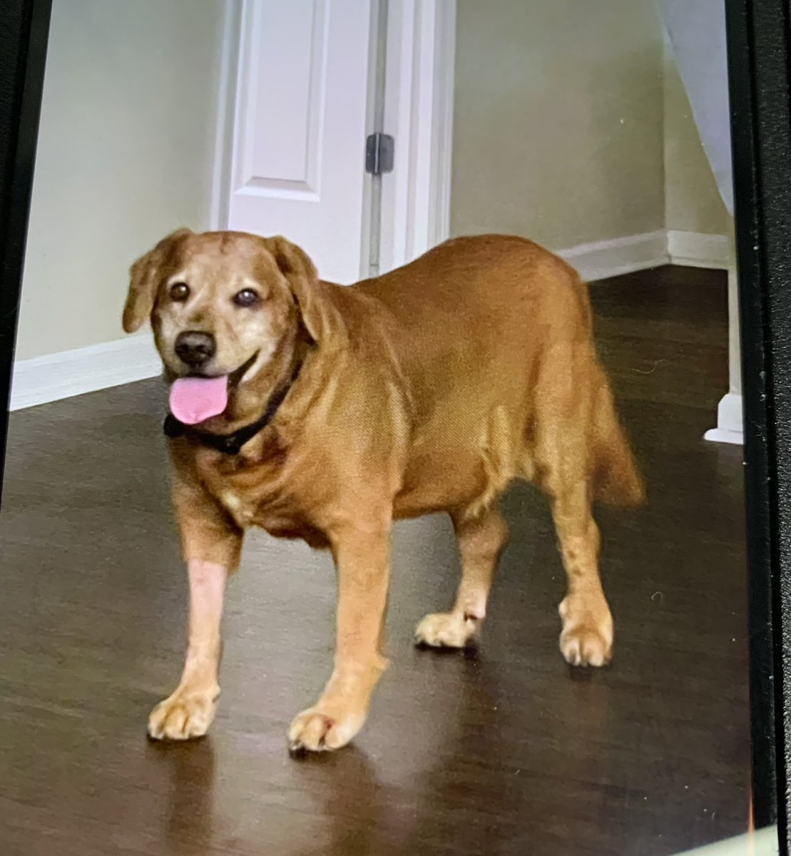 Had to put our sweet dog down yesterday, 2 months from his birthday. So ...