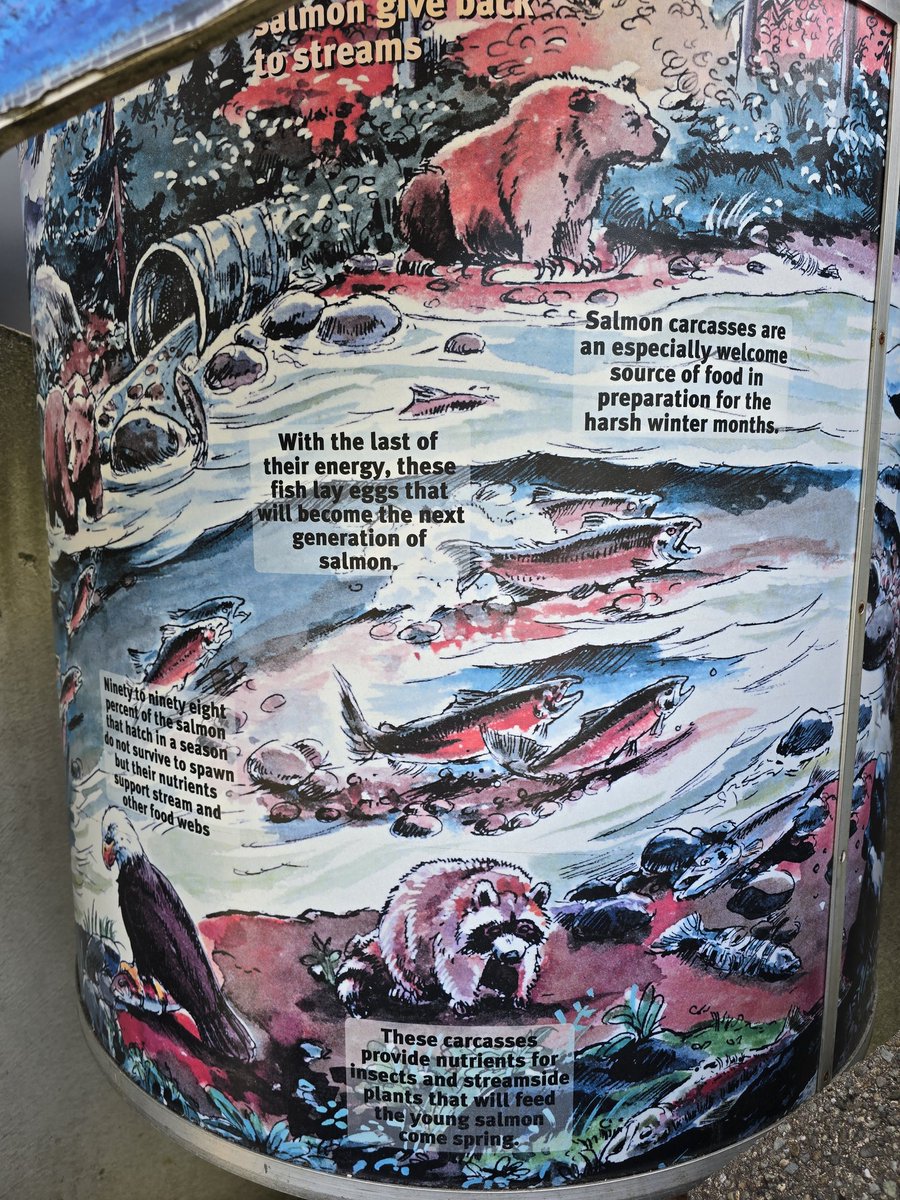 Les saumons qui reviennent à l'automne !
Issaquah, Washington State.