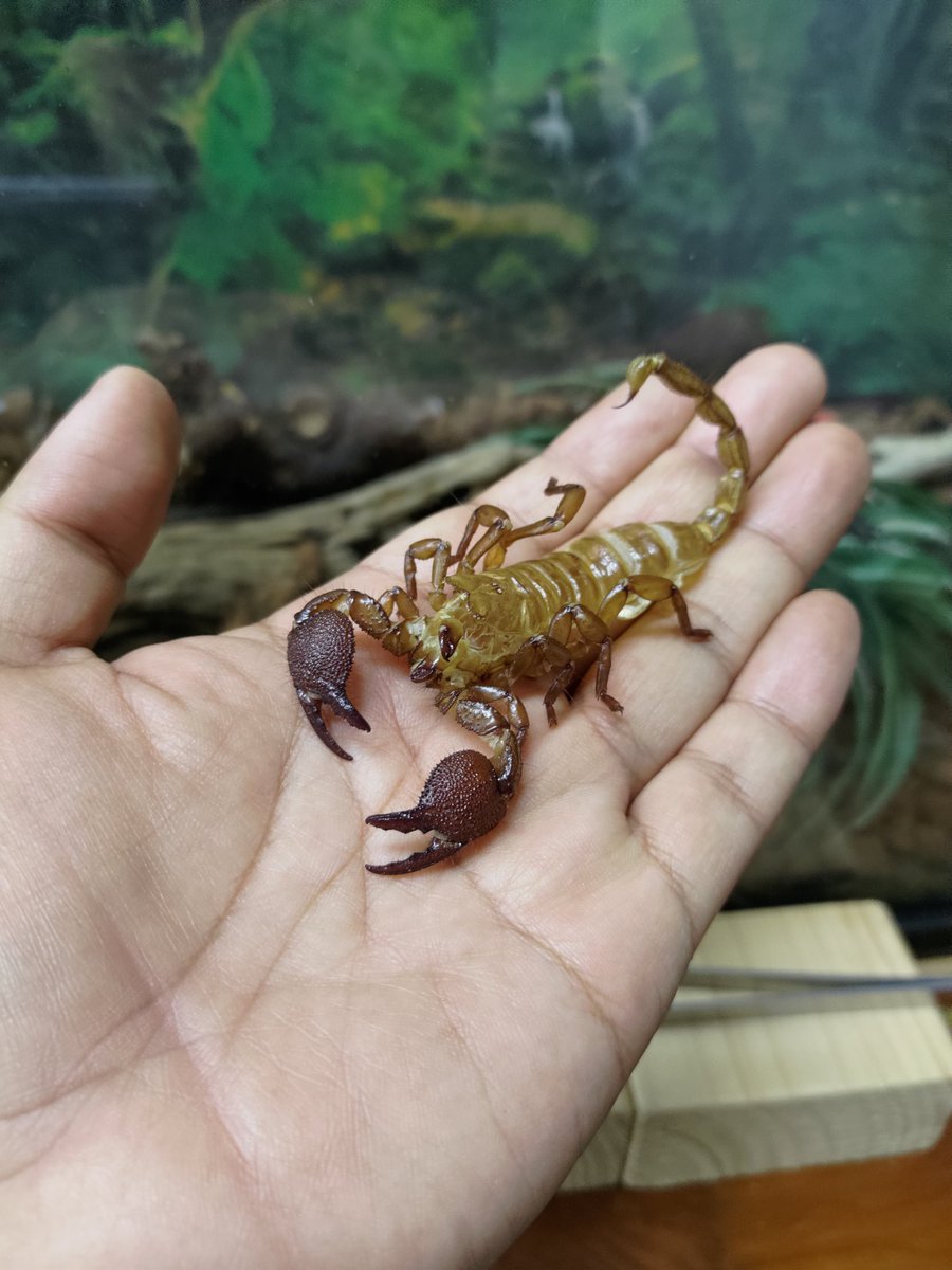 pinopino402's tweet image. 最近、数匹が脱皮してますね

画像はスカスカの脱皮殻

脱皮ごとにサイズアップしていくよ🦂

脱皮後すぐは薄いグレーですが、時間が経つと→茶色っぽく→そして黒に🦂

#ダイオウサソリ　#蠍　#EmperorScorpion