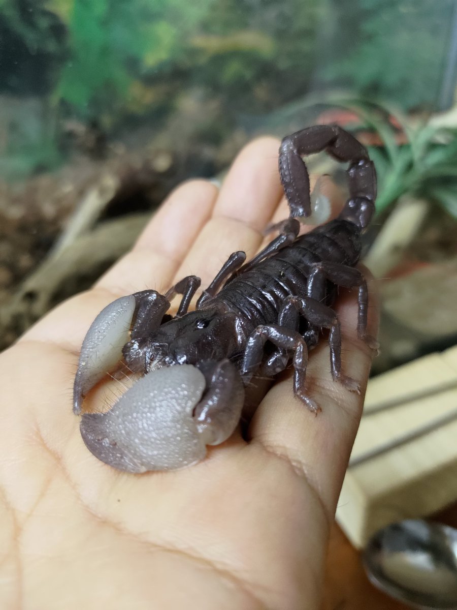 pinopino402's tweet image. 最近、数匹が脱皮してますね

画像はスカスカの脱皮殻

脱皮ごとにサイズアップしていくよ🦂

脱皮後すぐは薄いグレーですが、時間が経つと→茶色っぽく→そして黒に🦂

#ダイオウサソリ　#蠍　#EmperorScorpion