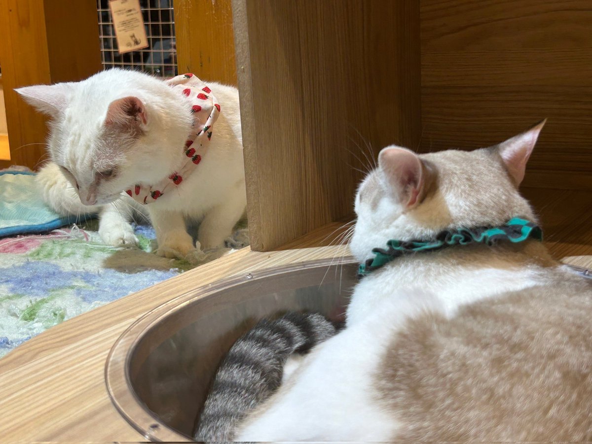 asato2682004's tweet photo. 昨日猫カフェ行ってきた！！もう皆可愛すぎて猫成分めっちゃ注入してきたわw https://t.co/YZGt5VJzvo