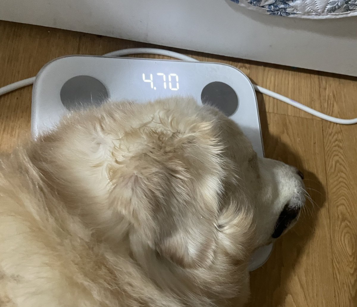 wangcool's tweet image. 달리 머리 무게를 알게되어따