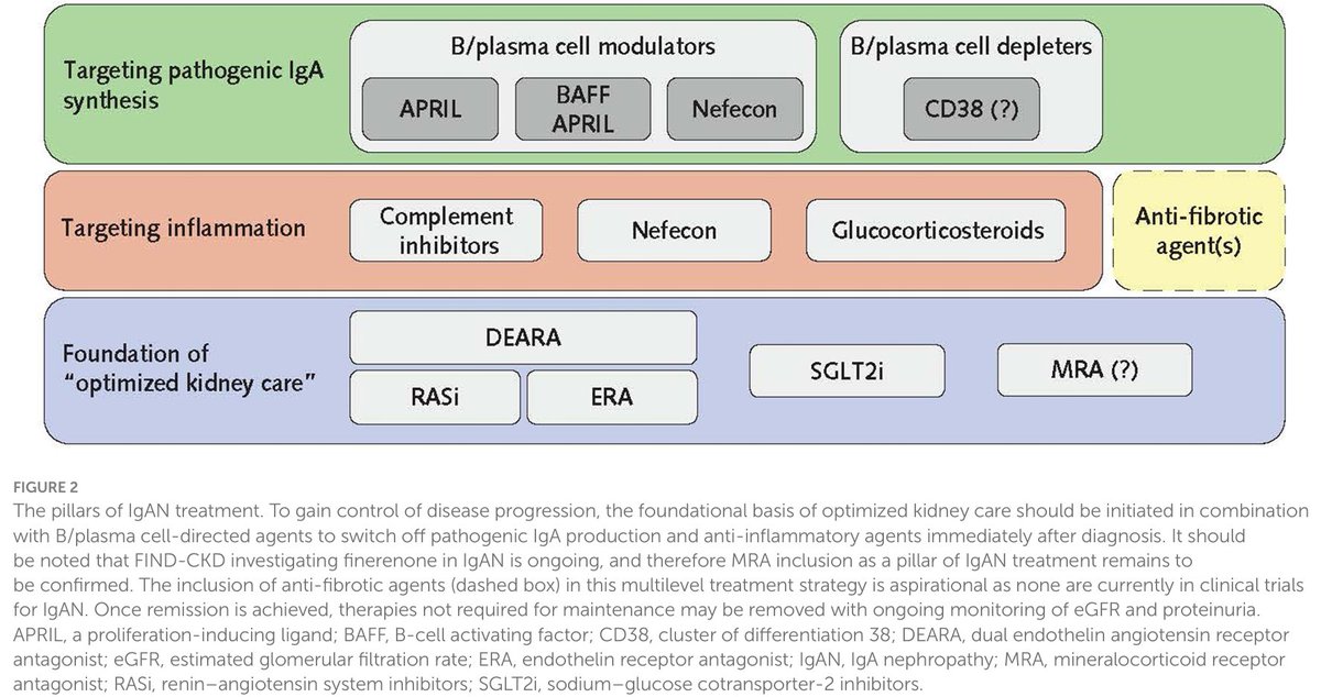 edgarvlermamd's tweet photo. Pillars of IgA Nephropathy #IgAN Treatment ca. 2024 from @FrontMedicine @IgAN_JBarratt
#RKDSummit #Nephpearls

👉 https://t.co/UcCp78Z9up https://t.co/1gwD0LxmAR