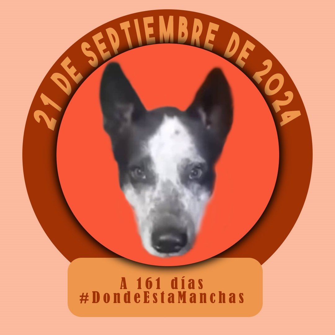 #21Sep #TWITTAZO #X. VALOR. Historia conocida por mí: una denuncia y un #SilencioTotal. #DondeEstaManchas, no lo olvidemos, él muestra el día a día de ellos, sobreviviendo a la miseria de algunos humanos. Son muchas las manchas de la sociedad. #LuluSomosTodos