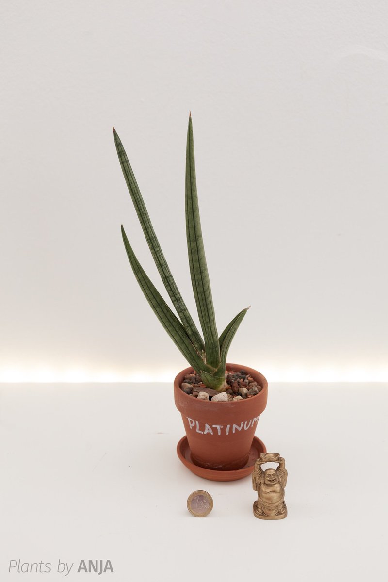 Vor 3 oder 4 Jahren in einer nächtlichen Unterhaltung als "unmögliche" Idee geboren.

Jemand hat das Unmögliche möglich gemacht.

1. Sansevieria cylindrica 'Pepito's Platinum Hybrid'

#sansevieriapepito
#sansevieriahybrid