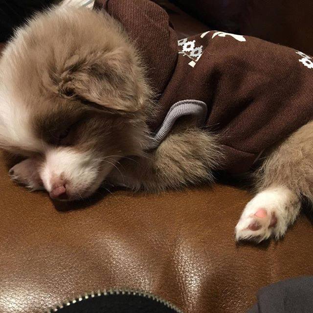 beamillerbea's tweet photo. can’t believe baby ollie is already 9 years old 
happy birthday we love you https://t.co/xnzns5gm54