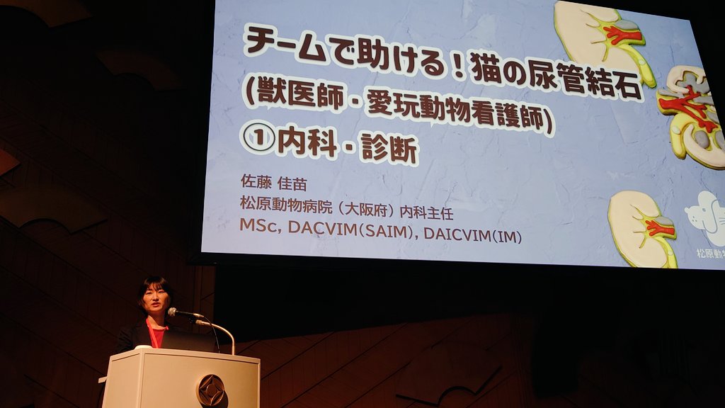 ban_nyan120604's tweet photo. 昨日は華園先生と夜の画像診断学会を2人でやったあとに、飲み会（藤田先生、池田先生、橋本先生@vet_teamnutriaなど）で夜更かししていましたが、今日も頑張ります。

学会2日目朝イチの聴講は、佐藤先生@kanaesato_acvimの猫の尿管結石
特に診断について勉強させてもらいます！

＃JBVP https://t.co/D34Fd3JdxV