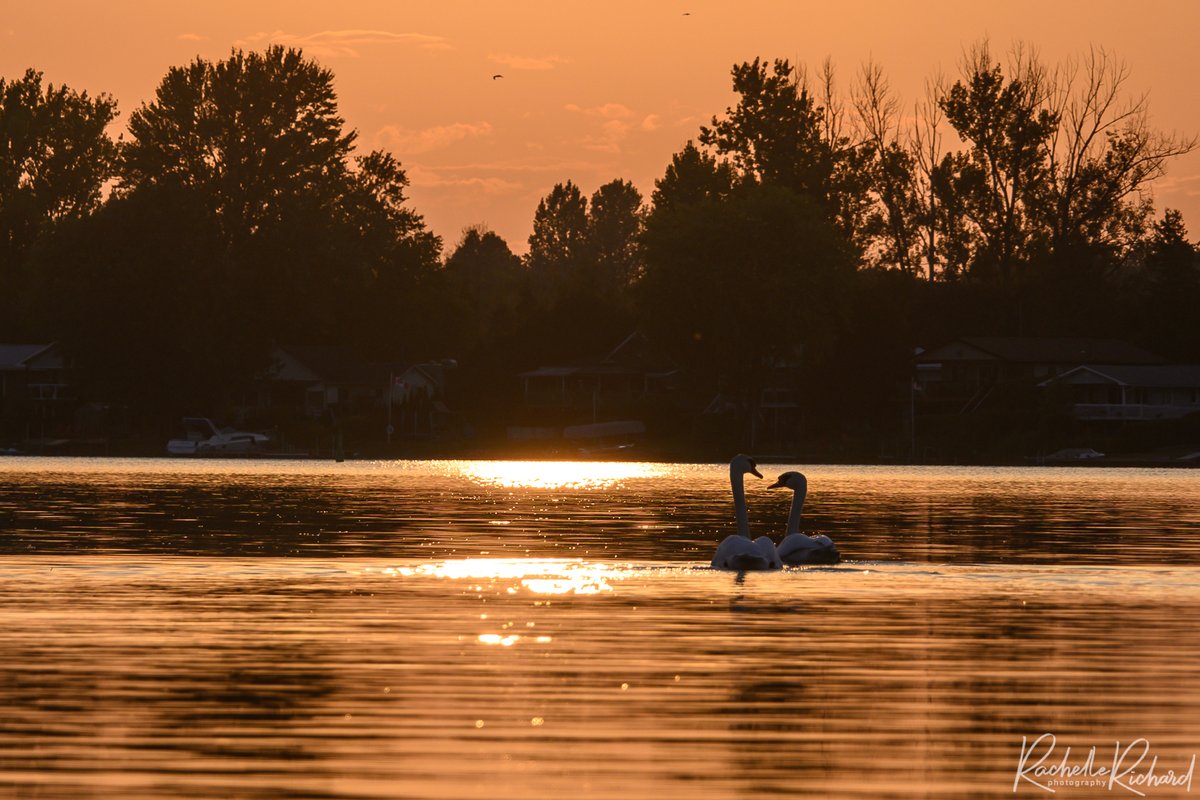 rachrichphoto's tweet photo. Last summer sunset with a pair of swans in front of my house, pure magic!
#thephotohour #shareyourweather #swans #sharecangeo #sunsetsofsummer #summersover #lastnightofsummer @KMacTWN
https://t.co/dWenybrOFN https://t.co/FiDM8RZ6Kw